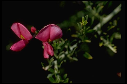 Plancia ëd Pickeringia montana Torr. & A. Gray