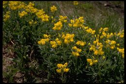 Thermopsis divaricarpa A. Nelson的圖片