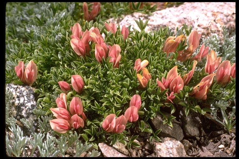 Image of dwarf clover