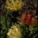 Sivun Trifolium fucatum Lindl. kuva