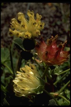 Trifolium fucatum Lindl.的圖片