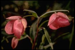 Image de Calochortus amoenus Greene