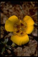 Image de Calochortus clavatus var. recurvifolius (Hoover) P. L. Fiedl. & Zebell