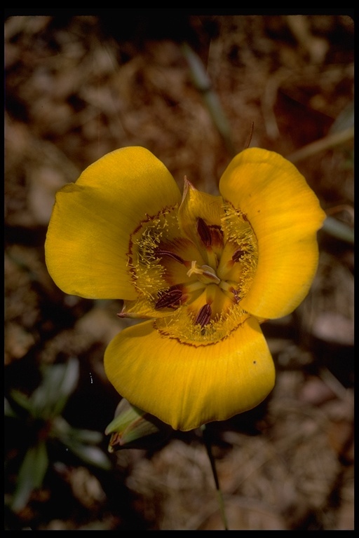 Image de Calochortus clavatus var. recurvifolius (Hoover) P. L. Fiedl. & Zebell