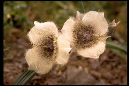 Imagem de Calochortus coeruleus (Kellogg) S. Watson