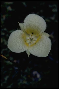 Image of Cascade Mariposa Lily