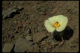 Calochortus leichtlinii Hook. fil. resmi