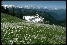 Imagem de Erythronium montanum S. Watson