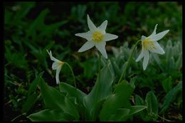 Imagem de Erythronium montanum S. Watson