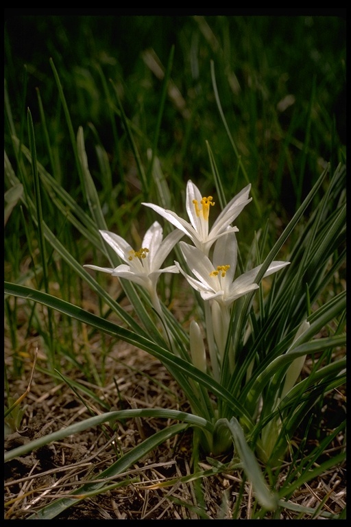 Image of common starlily