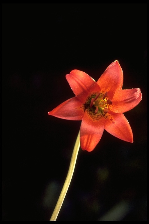 Lilium maritimum Kellogg resmi