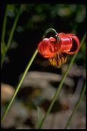 Image de Lilium pardalinum subsp. pitkinense (Beane & Vollmer) M. W. Skinner