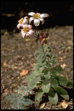 Image de Lilium rubescens S. Watson