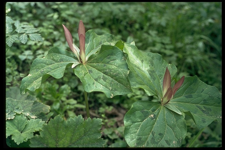 Imagem de Trillium chloropetalum (Torr.) Howell