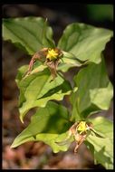 Imagem de Trillium chloropetalum (Torr.) Howell