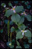 Image of Pacific trillium