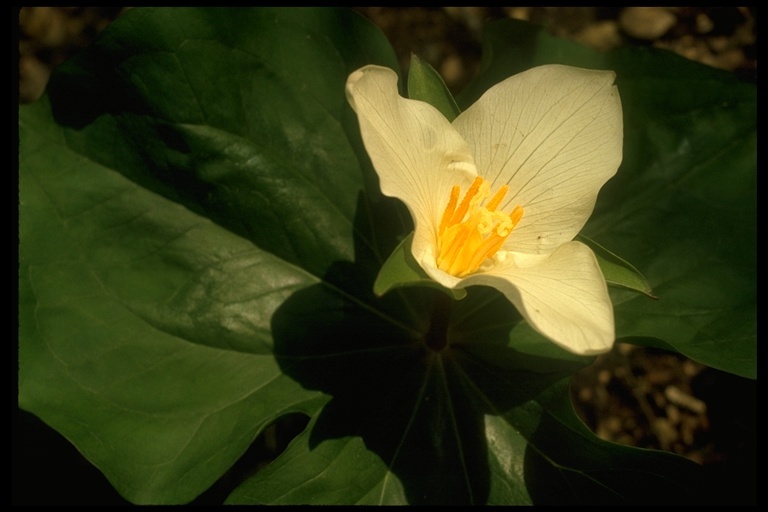 Image of Pacific trillium