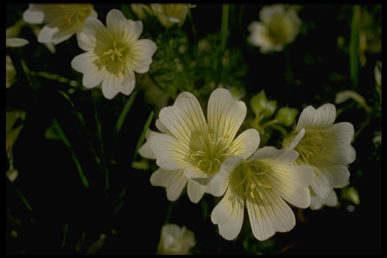 Image of Douglas' Meadowfoam