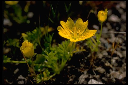 Imagem de Limnanthes douglasii subsp. sulphurea (C. T. Mason) C. T. Mason