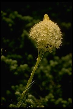 Image of Basket-grass