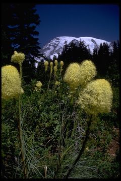 Image of Basket-grass