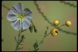 Imagem de Linum lewisii Pursh