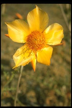 Image of Lindley's blazingstar