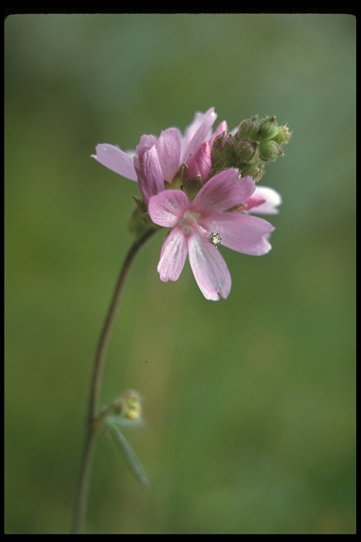 Image of checkerbloom