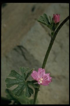 Image of dwarf checkerbloom