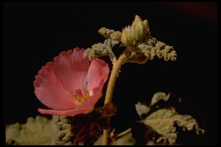 Image of desert globemallow