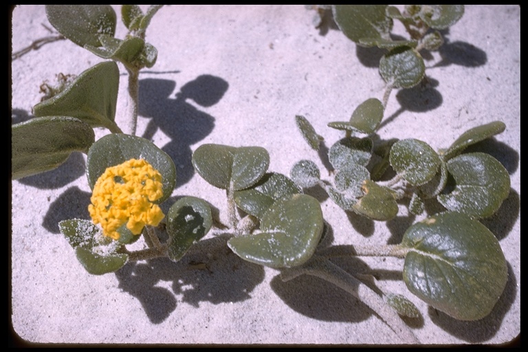 Слика од Abronia latifolia Eschsch.
