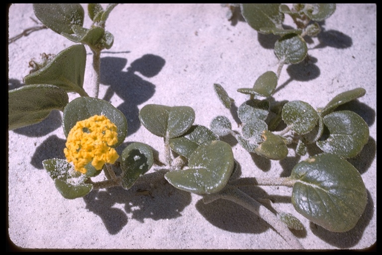 Image of coastal sand verbena