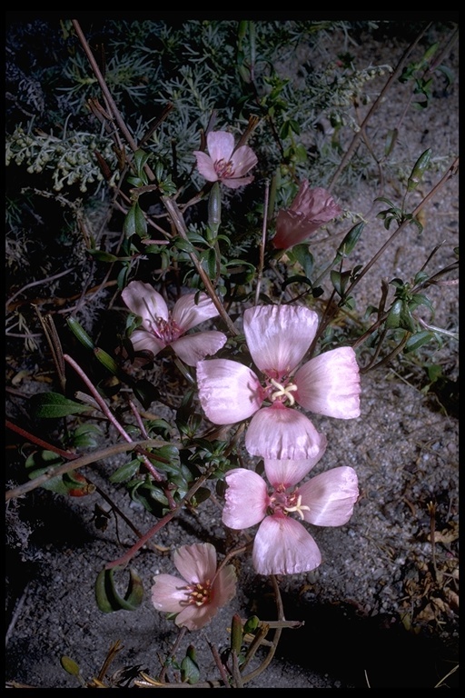 Image of ruby chalice clarkia