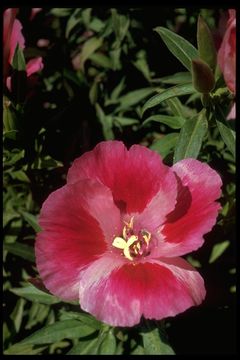 صورة Clarkia amoena subsp. whitneyi (Gray) F. H. Lewis & M. E. Lewis