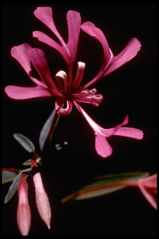 Plancia ëd Clarkia concinna (Fisch. & Mey.) Greene