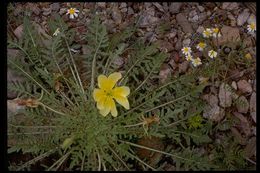 Imagem de Oenothera primiveris A. Gray