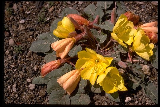 Image of woodyfruit evening primrose