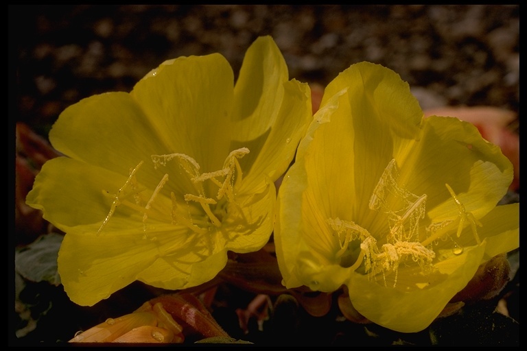 Imagem de Oenothera xylocarpa Coville