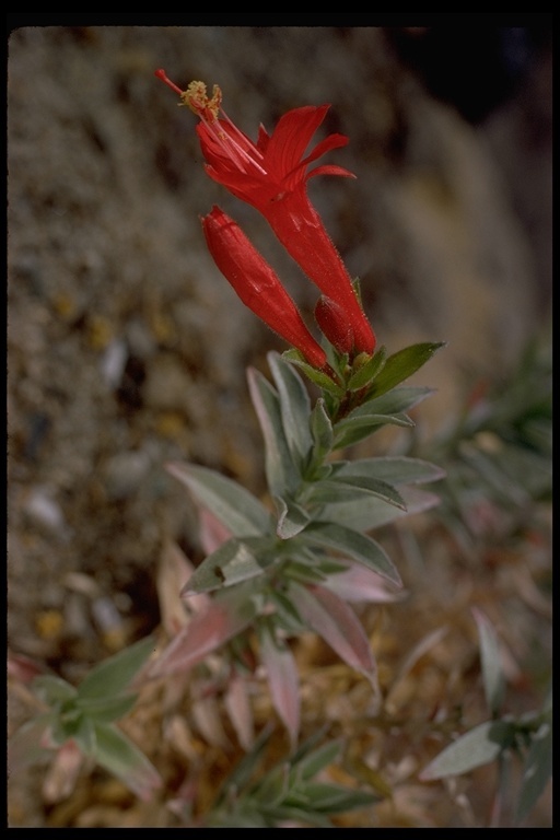 Image of northern willowherb