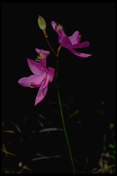 Image of tuberous grasspink