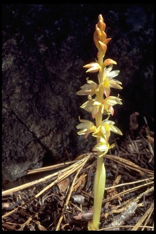 Image of Striped coralroot