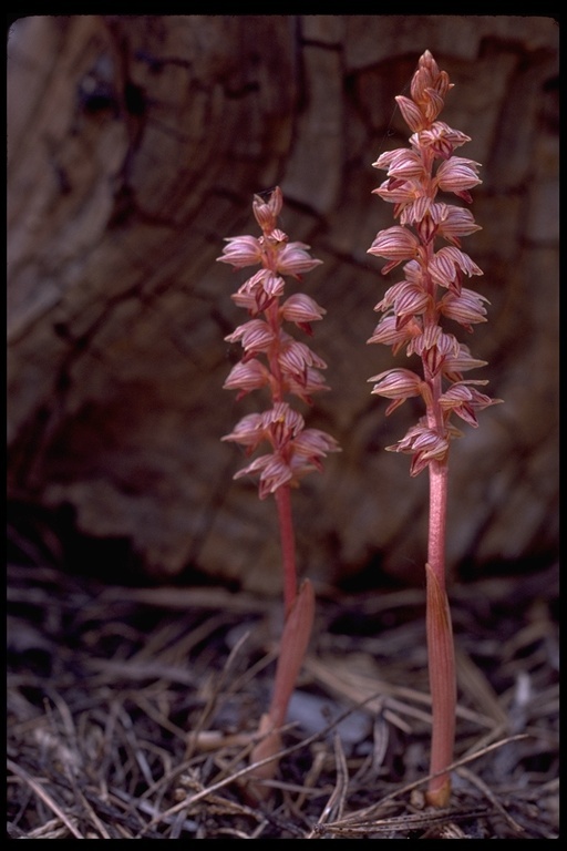 Image of Striped coralroot