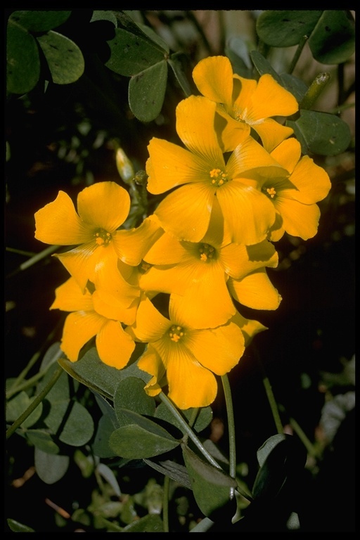 Oxalis pes-caprae L. resmi