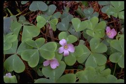 Image of redwood-sorrel