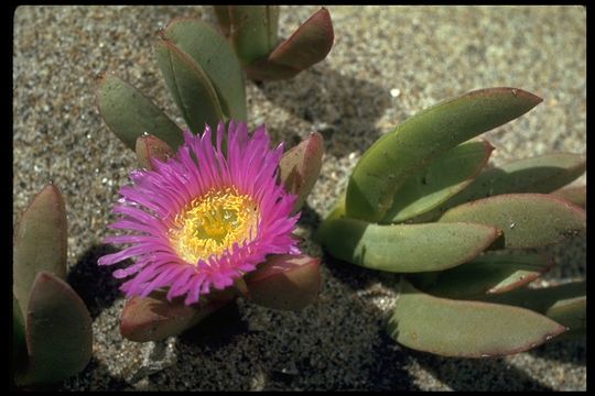 Image of ice plant