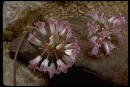 Image of fringed onion