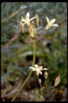 Слика од Triteleia ixioides subsp. anilina (Greene) L. W. Lenz