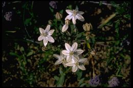 Слика од Triteleia ixioides subsp. scabra (Greene) L. W. Lenz