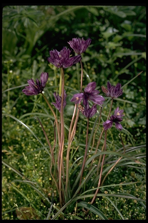 صورة Dichelostemma capitatum (Benth.) Alph. Wood