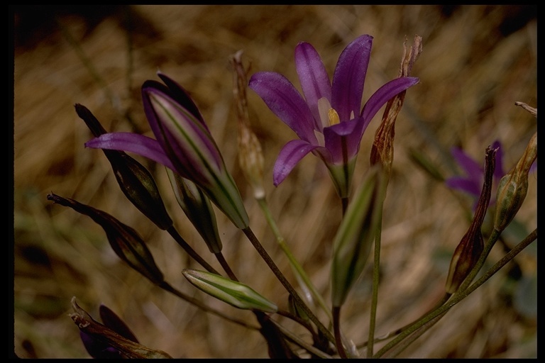 Image of harvest brodiaea